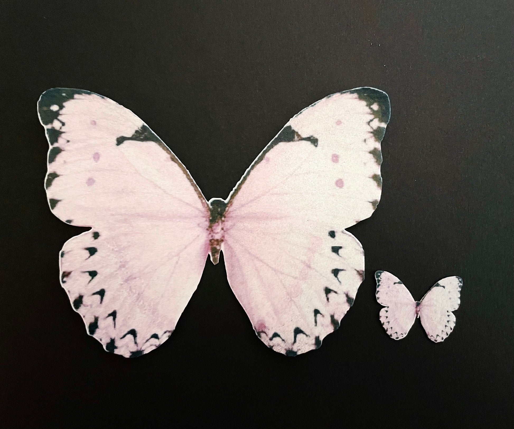 Light Pink/blk tip Edible Pre-Cut 3D Wafer Paper Butterflies - Multi-Sized Edible Butterflies