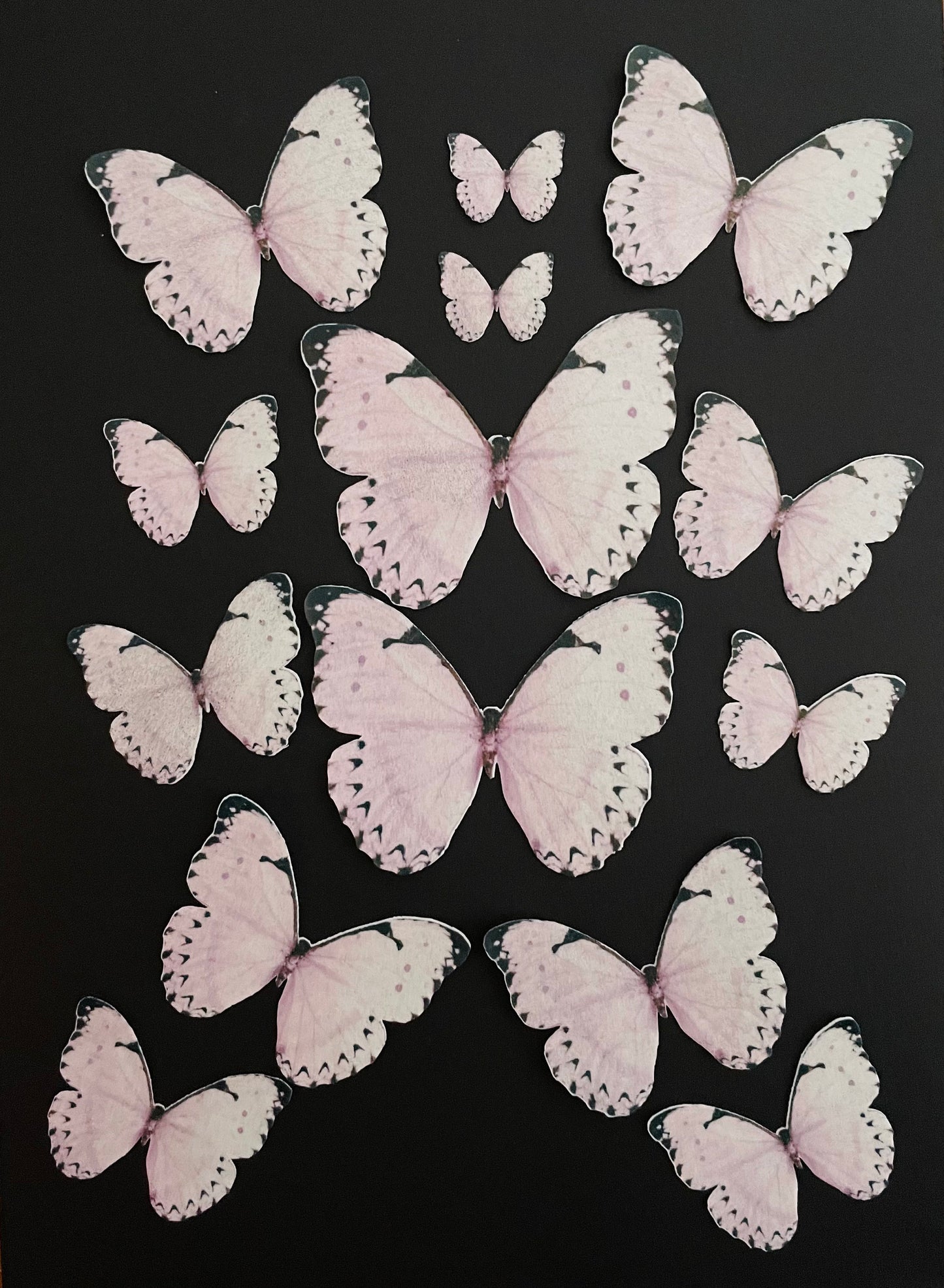 Light Pink/blk tip Edible Pre-Cut 3D Wafer Paper Butterflies - Multi-Sized Edible Butterflies