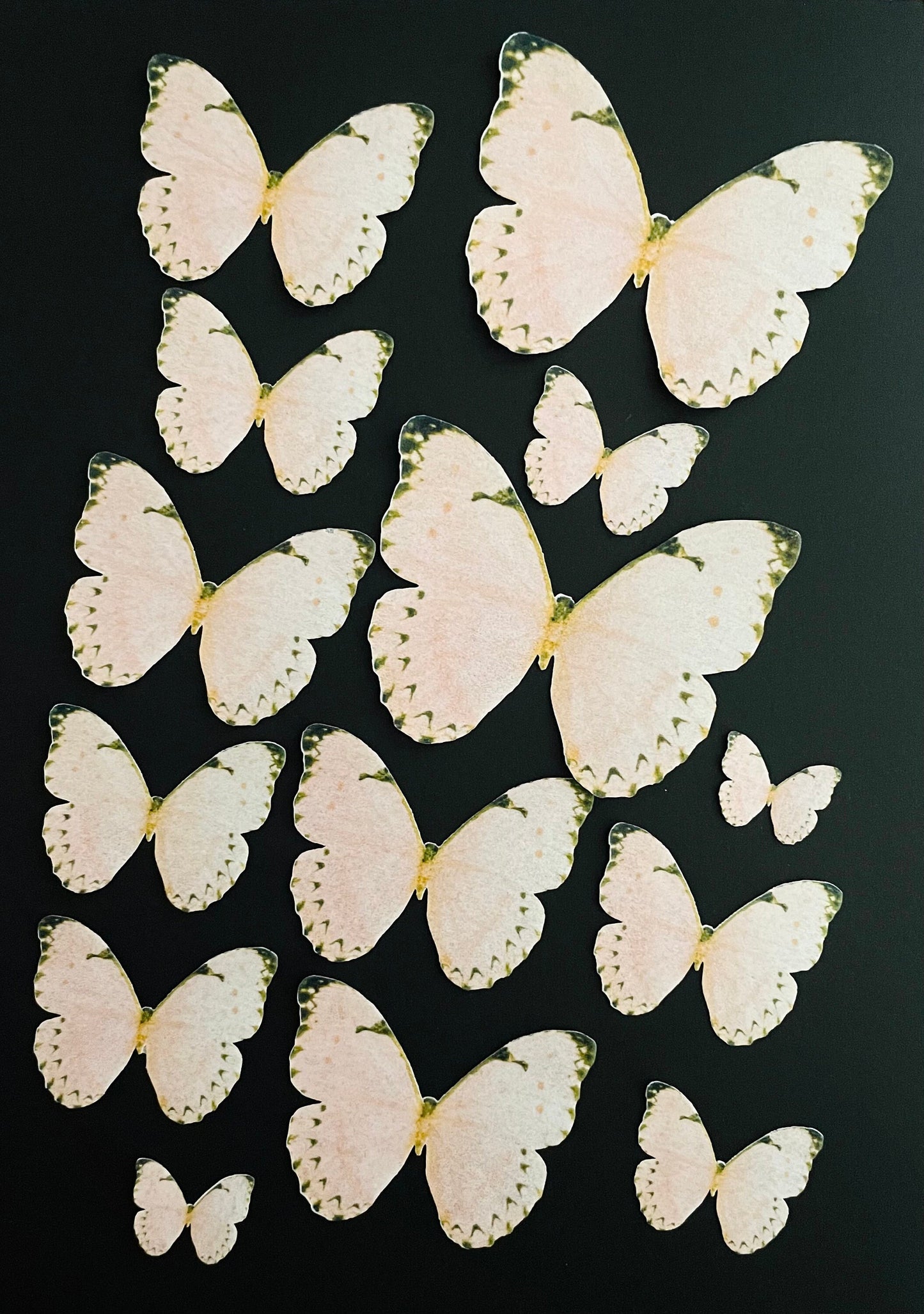 Peach w/blk tip Edible Pre-Cut 3D Wafer Paper Butterflies Multi Sized Edible Butterflies